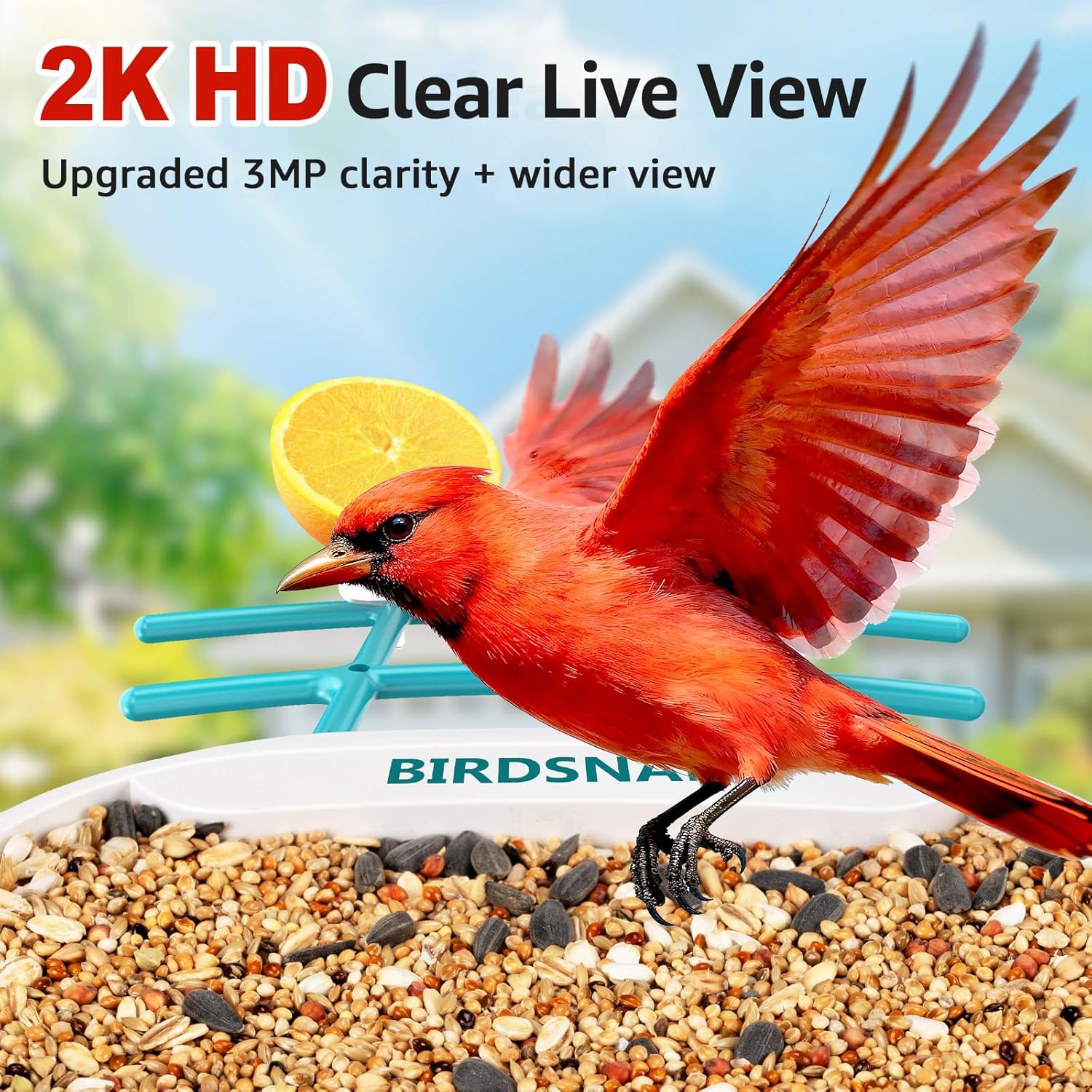 2K HD Bird Feeder Camera with  - Watches & Jewelry Repair Center New York Reviews 리뷰 및 가격